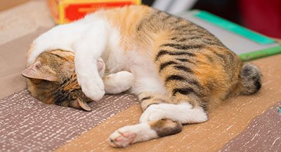 Shy Cat on Bed