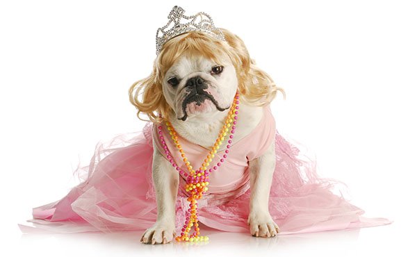 princess bulldog