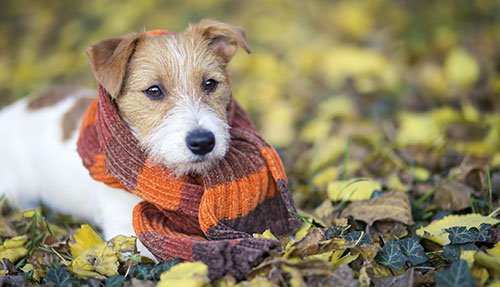 Dog with Scarf