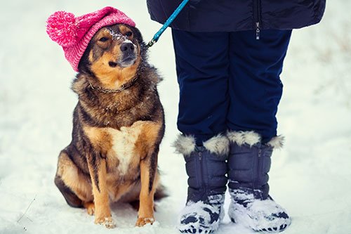 Dog in Snow