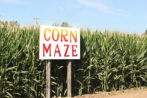 Corn Maze