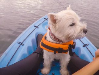 terrier pet on canoe