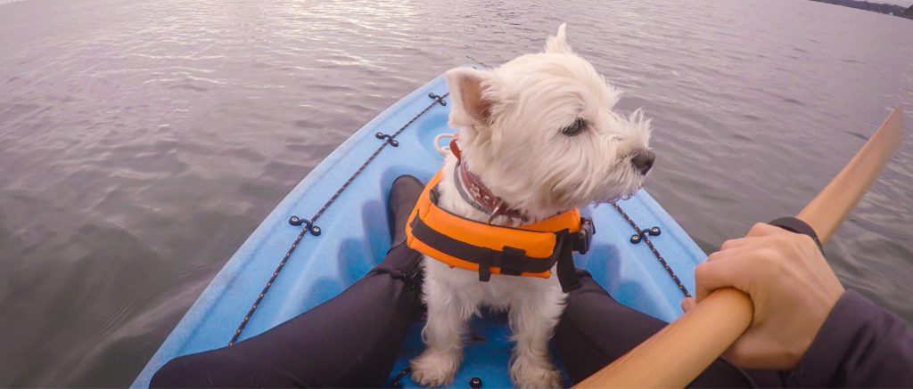 terrier pet on canoe
