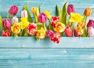 tulips