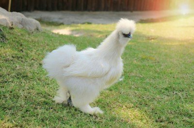 silkie