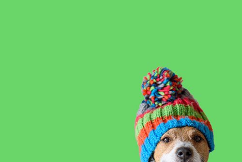 Dog with winter hat