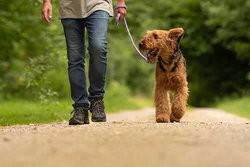 Walking a dog