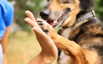 Can Dogs Help your Depression?