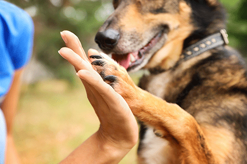 Can Dogs Help your Depression?