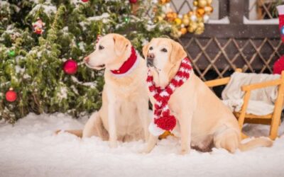 Prepare your Animals for Cooler Weather