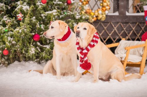 Keep Your Four-Legged Family Members Safe This Holiday Season