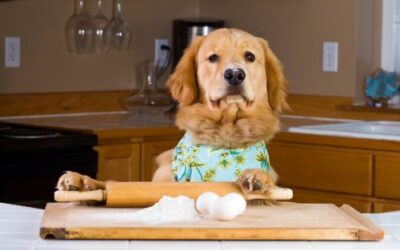 5 Homemade Dog Food Recipes