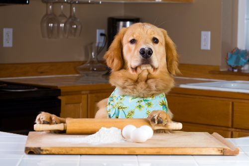 dog chef