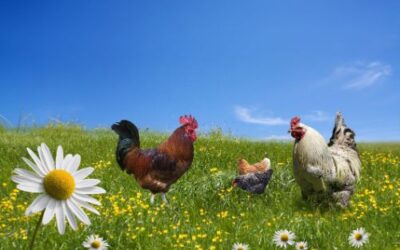 Show Your Chickens Some Love This Summer