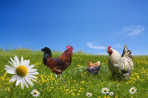 field chickens