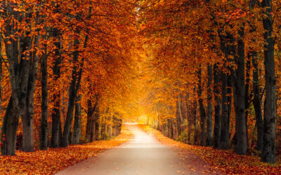 Best Places Around the World to See Fall Leaves and Bask in Autumn’s Charm