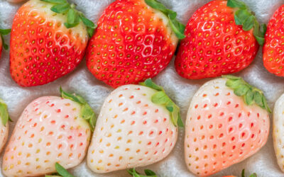 The $50 Strawberry That’s Breaking the Internet