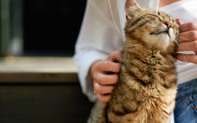 Owning a Cat Actually Changes Your Brain (Science Says So)