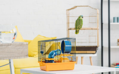 Your “Small Pet” Is Likely Suffering