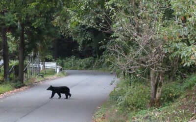How Climate Change Sent Bears Into Japanese Grocery Stores