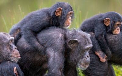 The Chimp Civil War That’s Rewriting the Science of Human Conflict
