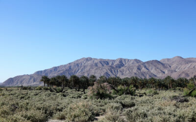 How a San Diego DJ Became the Sultan of His Own Desert Nation